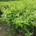 沙糖柑果苗