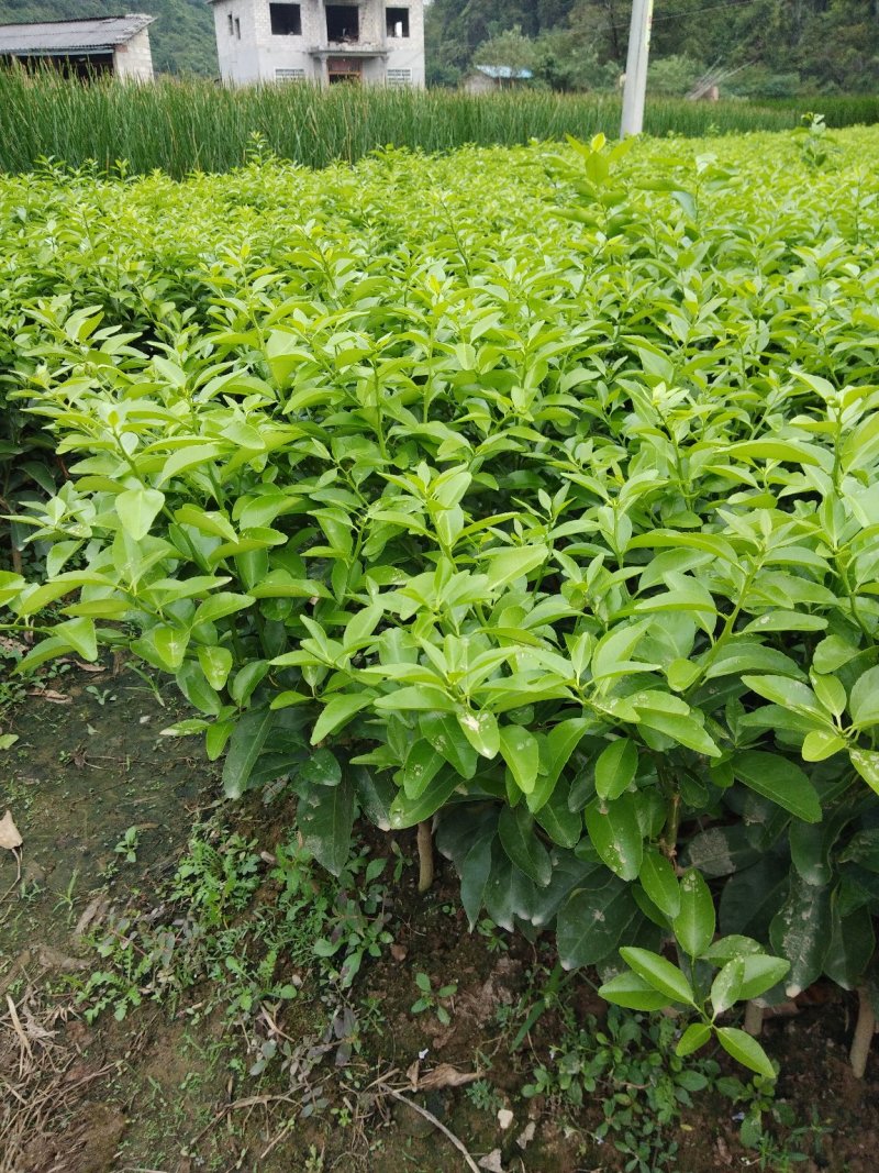 沙糖柑果苗