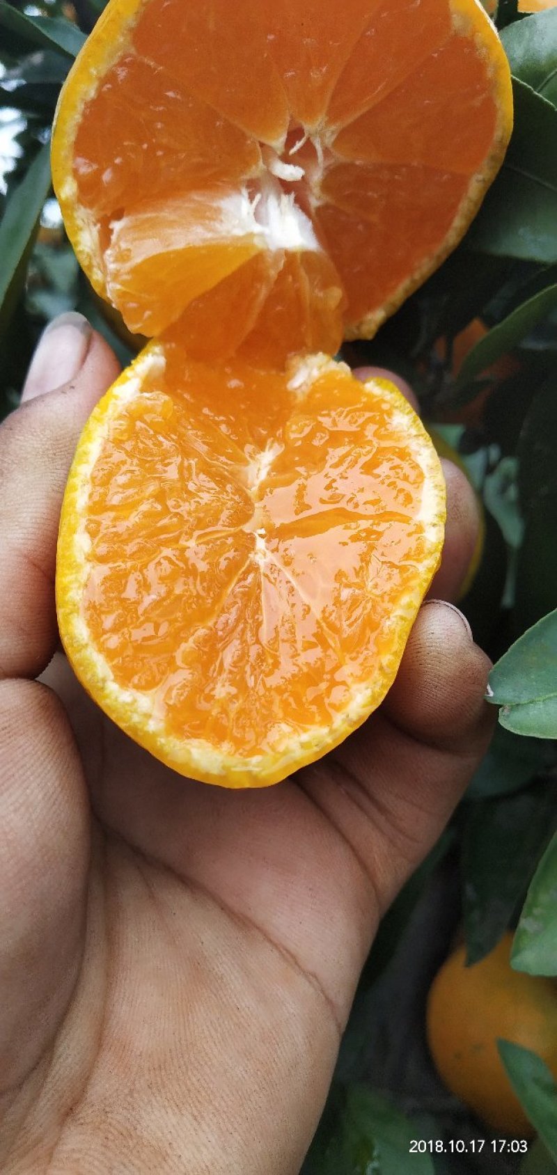 早熟蜜橘，温州蜜桔，可视频看货，产地直发，一手货源