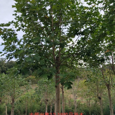 马褂木，鹅掌楸