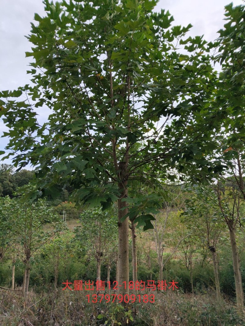 马褂木，鹅掌楸