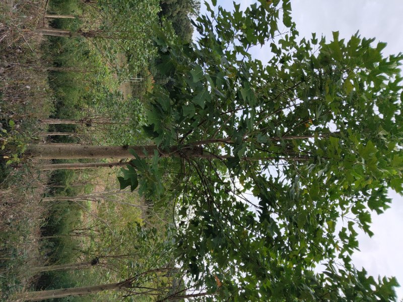 马褂木，鹅掌楸