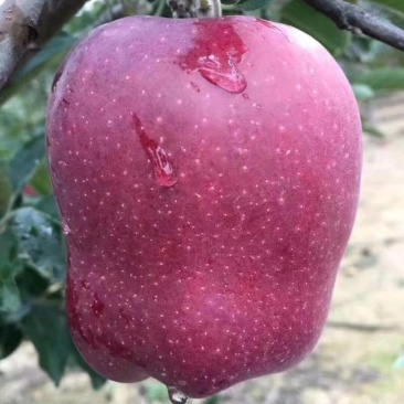 出售花牛苹果树苗天汪90-100cm