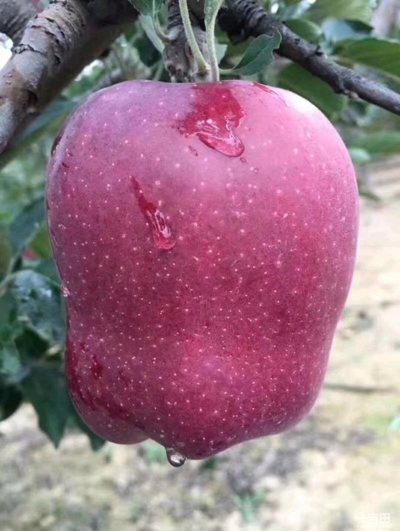 出售花牛苹果树苗天汪90-100cm