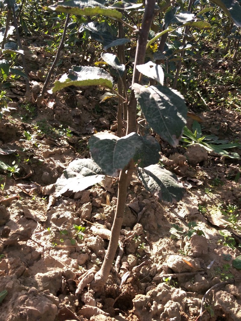 出售花牛苹果树苗天汪90-100cm