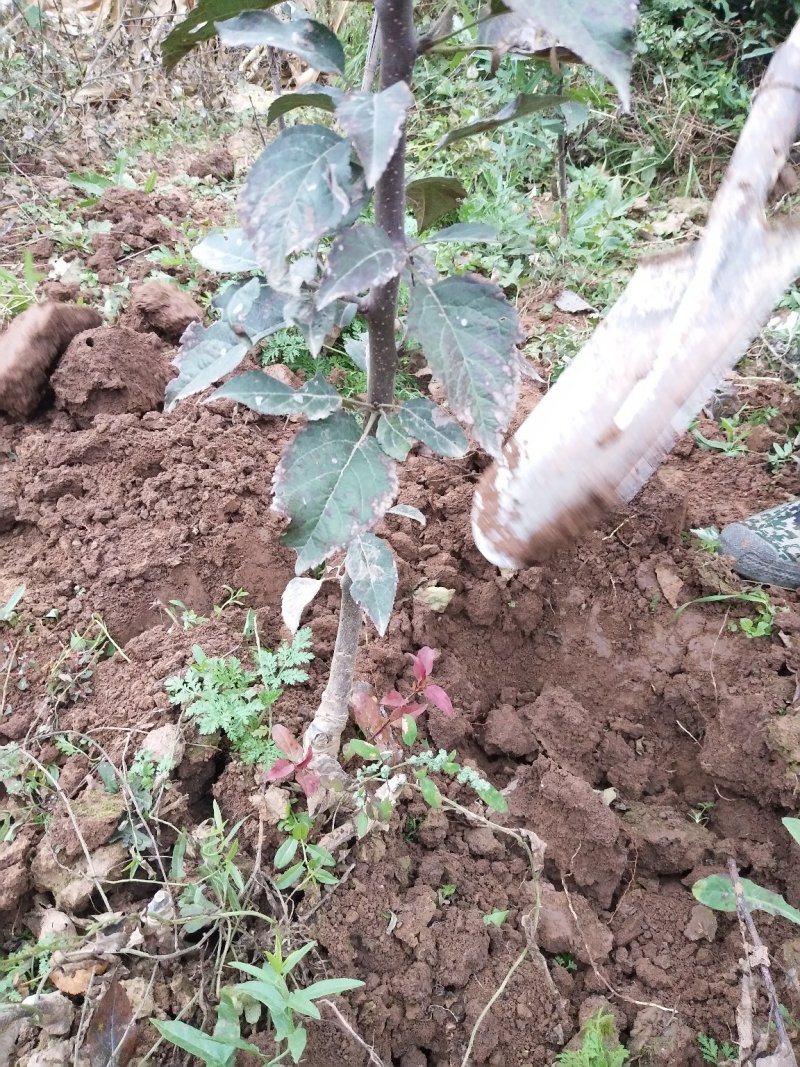 出售花牛苹果树苗天汪90-100cm