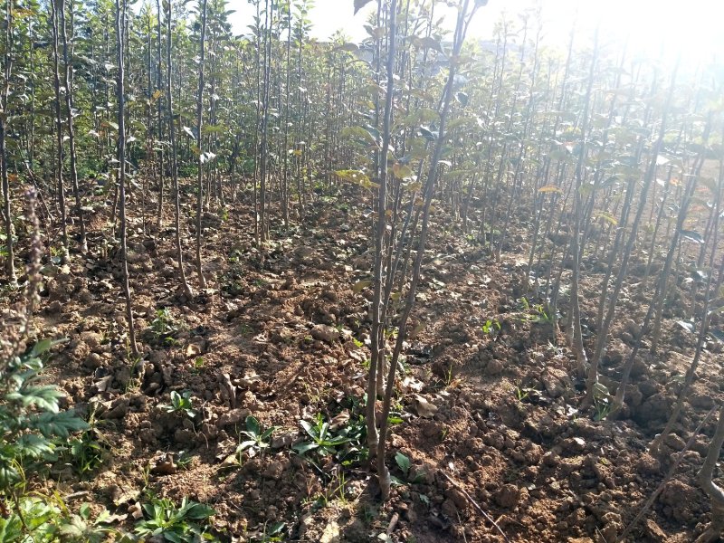 苹果树苗90-100cm