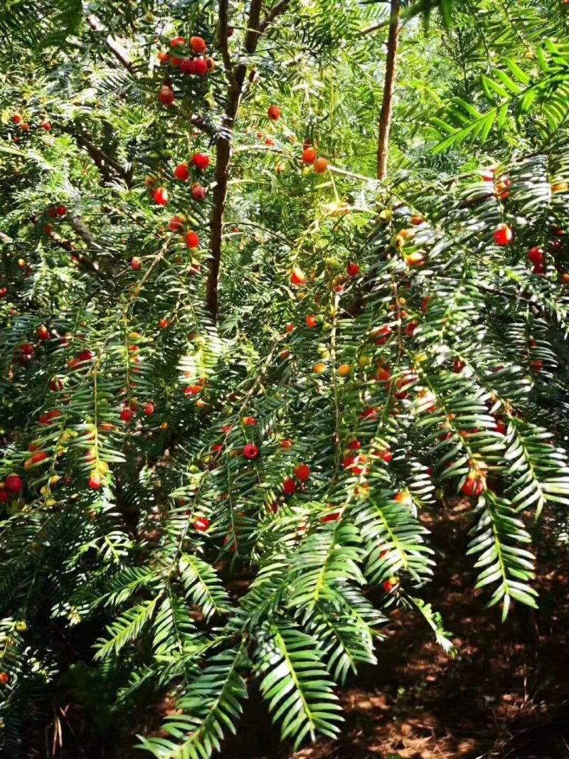 大瑶山野生红豆杉干果