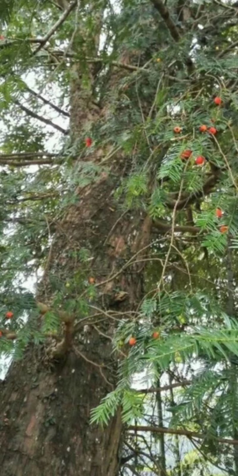 大瑶山野生红豆杉干果