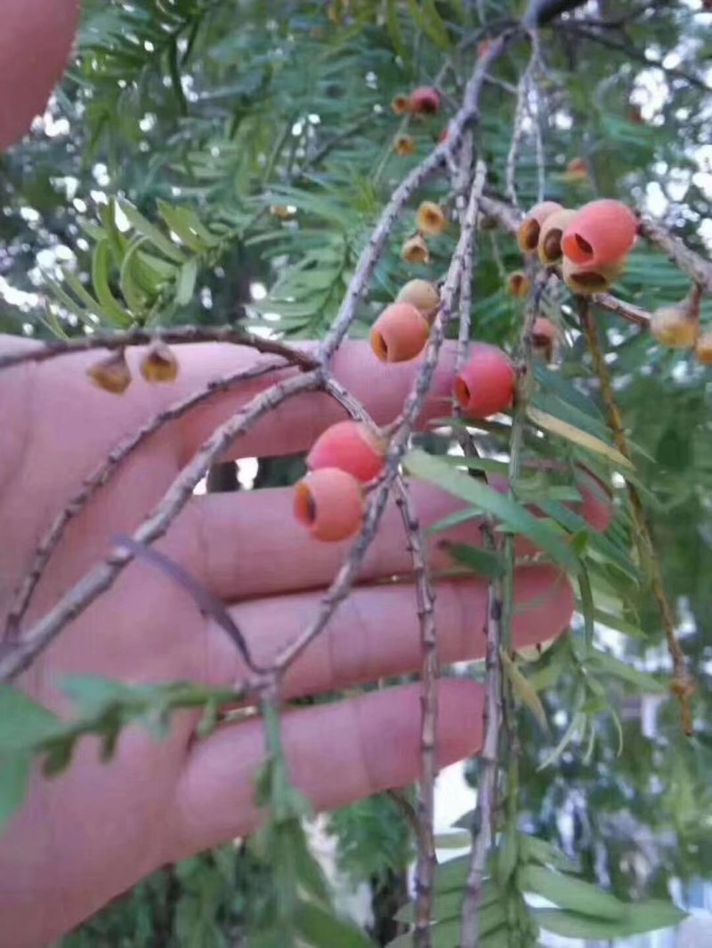 大瑶山野生红豆杉干果