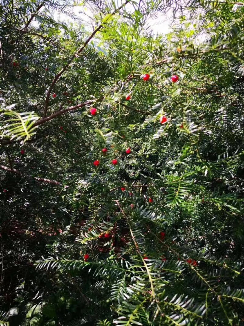 大瑶山野生红豆杉干果