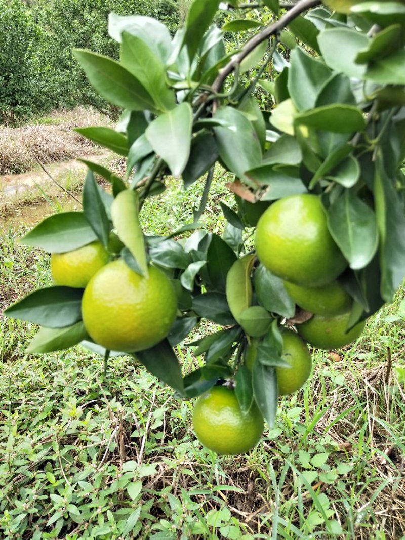 大量皇帝柑供应