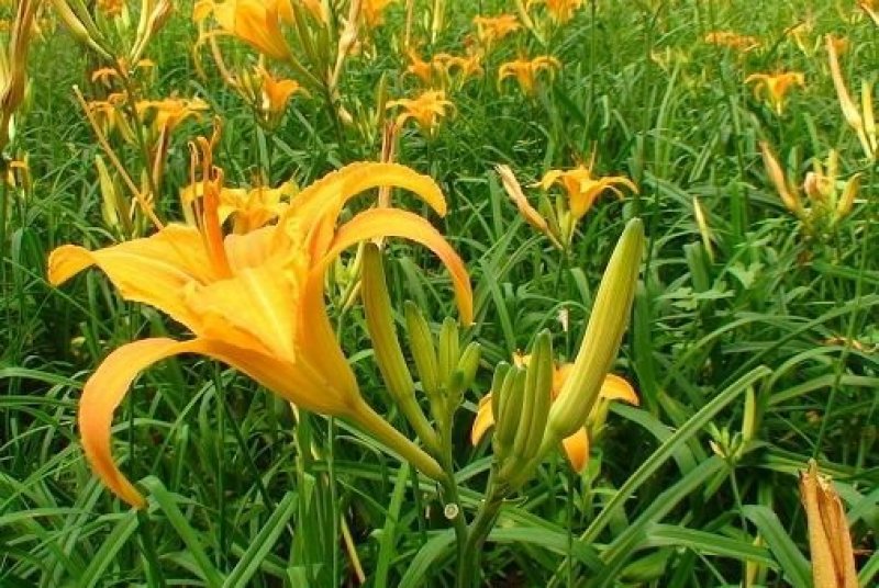 庆阳黄花菜，纯洋芋淀粉