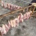 腊肉，酱肉