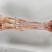 牛蹄主筋
