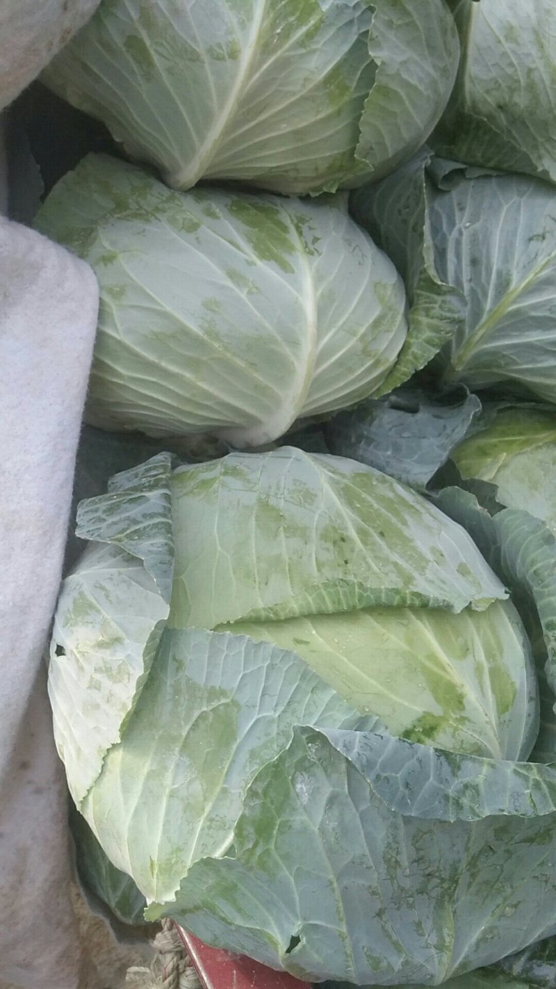 扁包菜