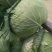 扁包菜