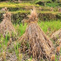 稻草，全人工收割长度整齐80-95左右