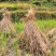 稻草，全人工收割长度整齐80-95左右