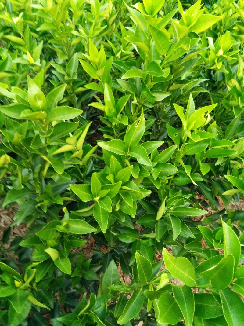 皇帝柑苗一年嫁接苗30~70公分高无病菌提供技术指导。