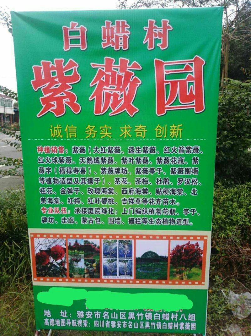 金弹子母树，金弹子嫁接苗叮当子瓶兰花