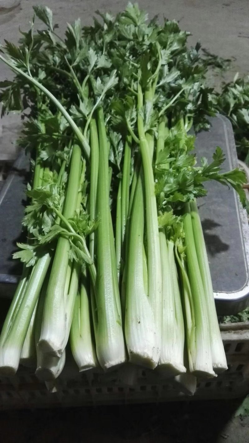 正宗章丘鲍芹.基地直销