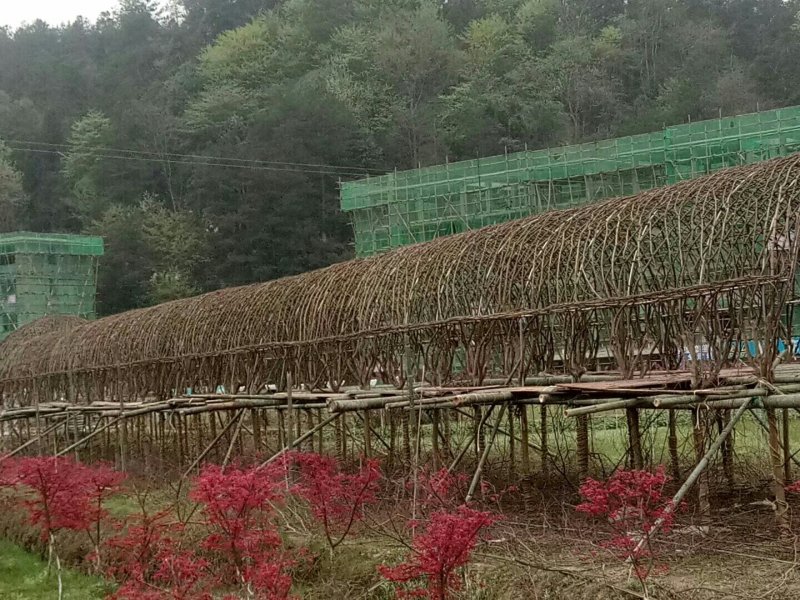 金弹子母树，金弹子嫁接苗叮当子瓶兰花