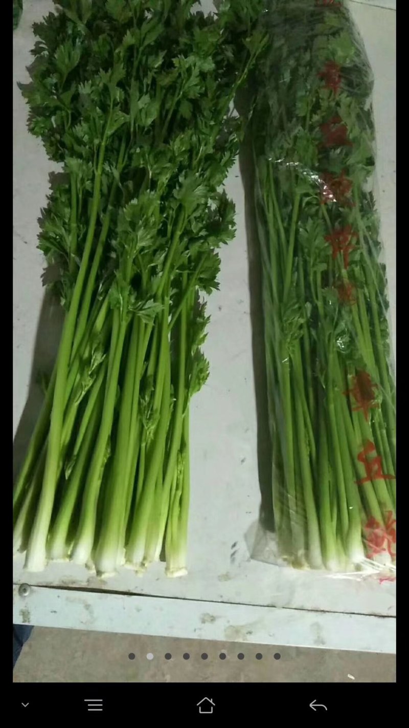 正宗章丘鲍芹.基地直销