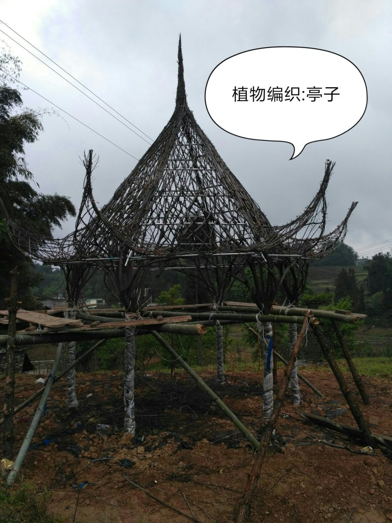 金弹子母树，金弹子嫁接苗叮当子瓶兰花