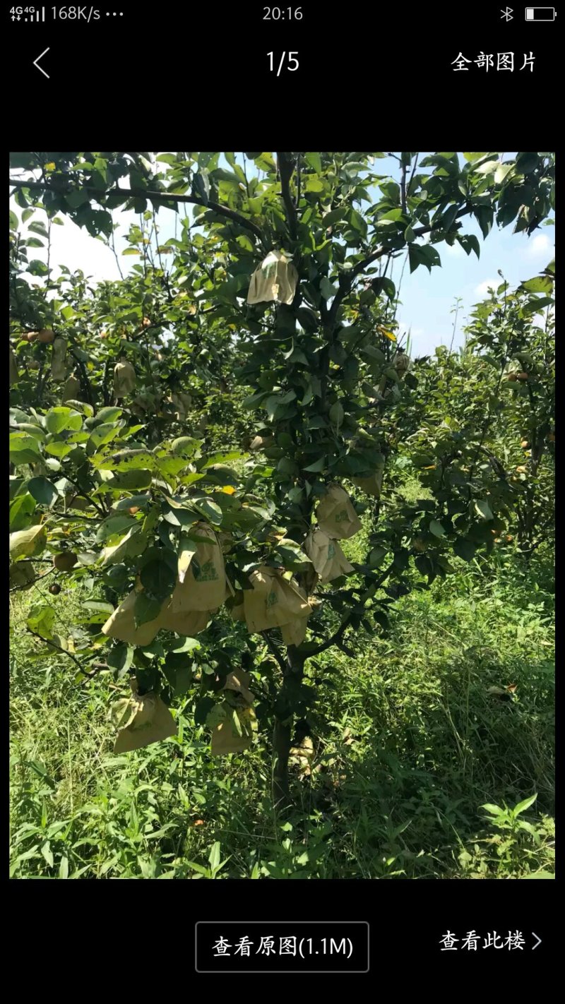 梨树