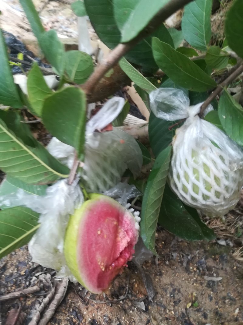台湾红心芭乐，番石榴苗，（袋苗）