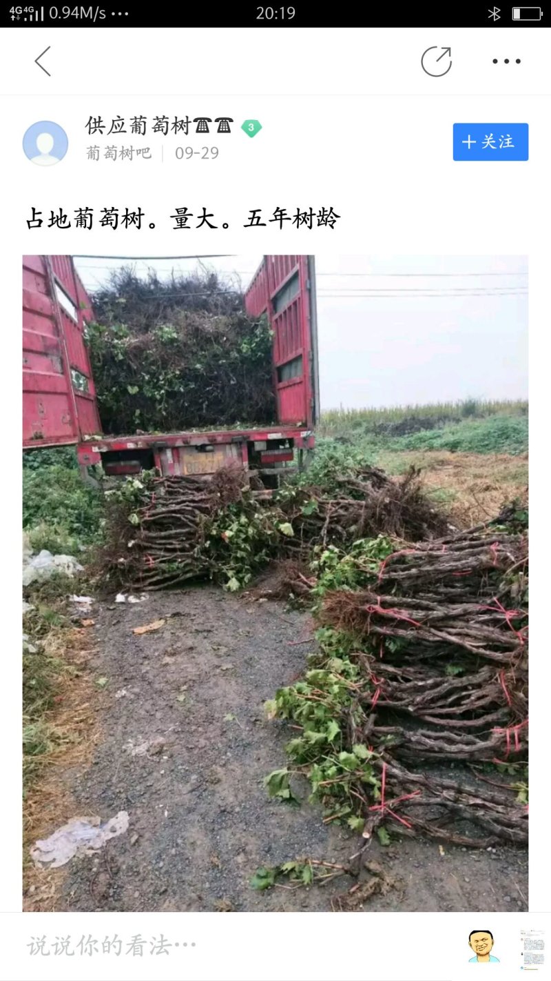 大葡萄树