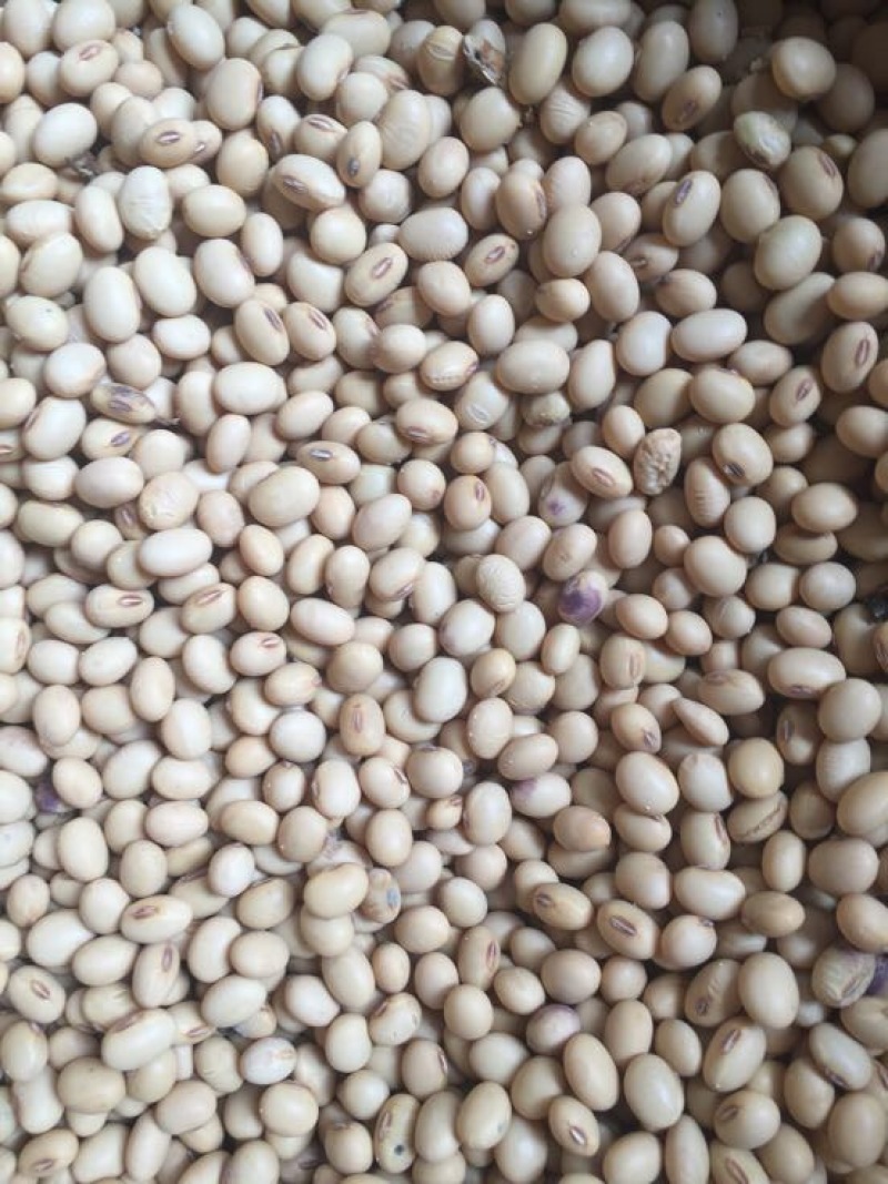 新湖北早黄豆做豆腐用，发货全国，欢迎采购咨询