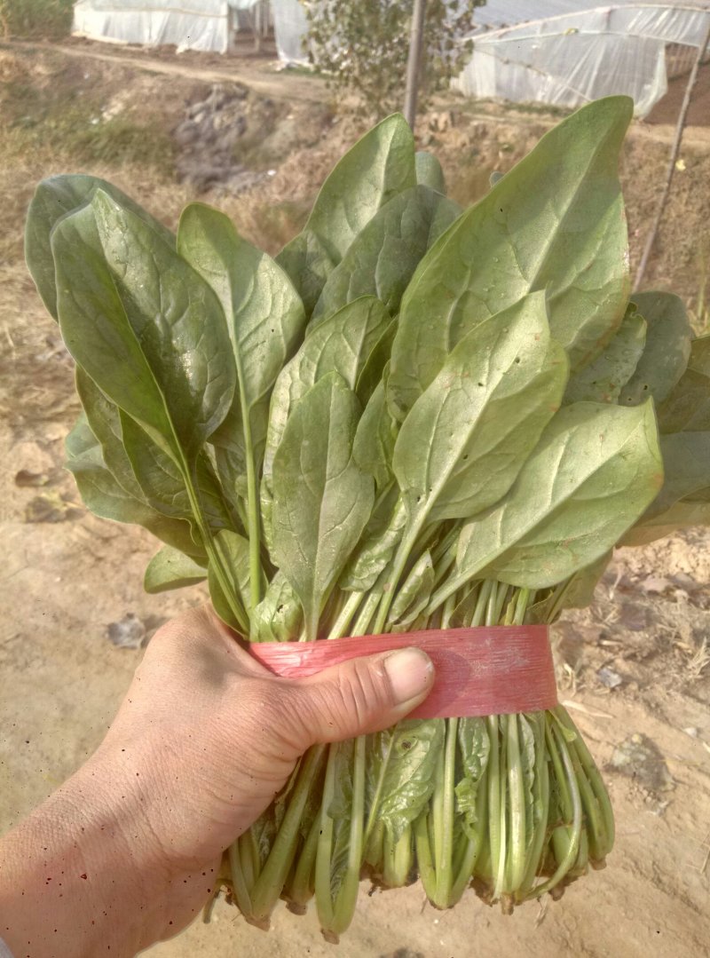 惠民，冷棚大叶波菜大量现货，高度25之28左右的。