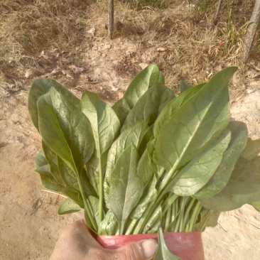 惠民，冷棚大叶波菜大量现货，高度25之28左右的。