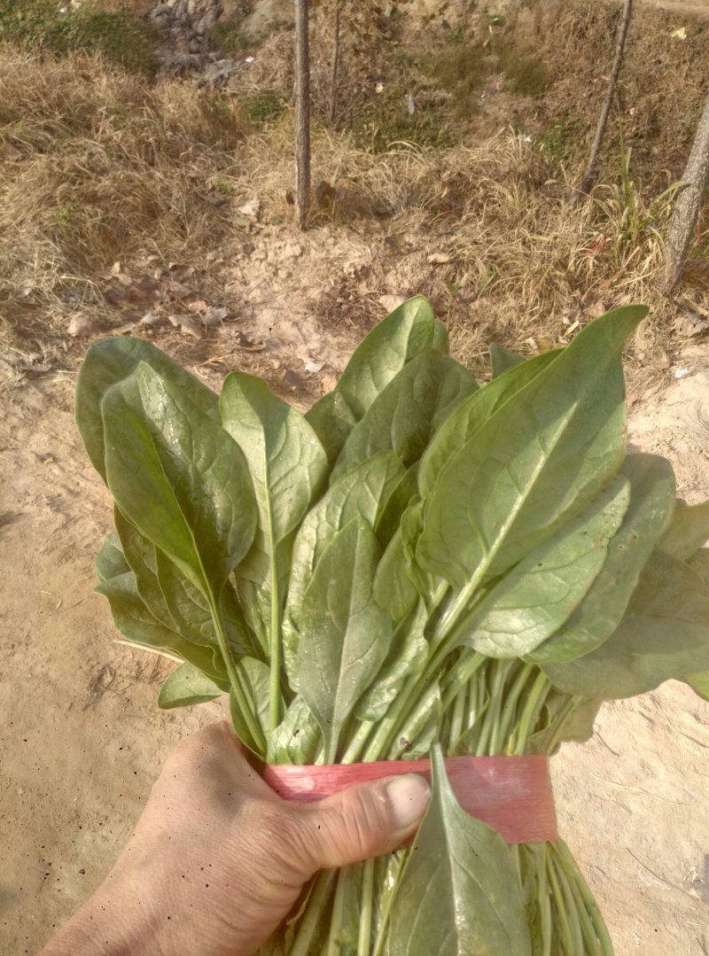 惠民，冷棚大叶波菜大量现货，高度25之28左右的。