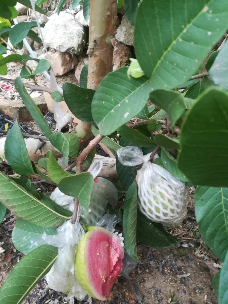 台湾红心芭乐苗，番石榴，西瓜芭乐苗【袋苗】