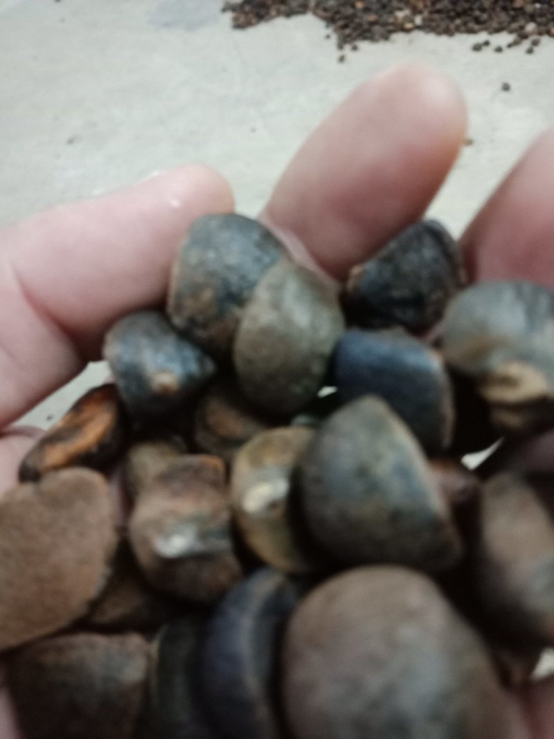 供应野生油茶籽货源充足，出油率高，一手货源