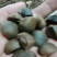 供应野生油茶籽货源充足，出油率高，一手货源