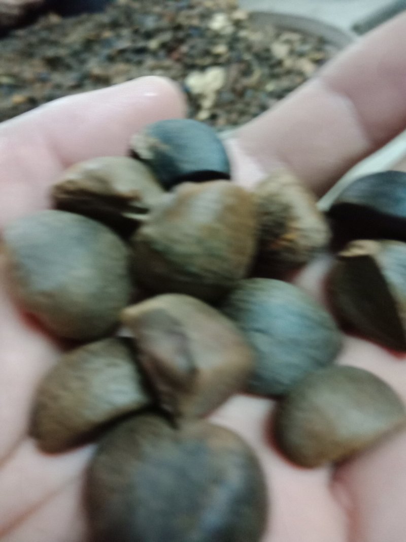 供应野生油茶籽货源充足，出油率高，一手货源