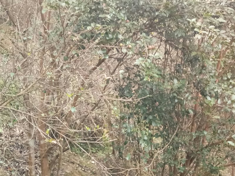茶果，每年都有~。。。。。。