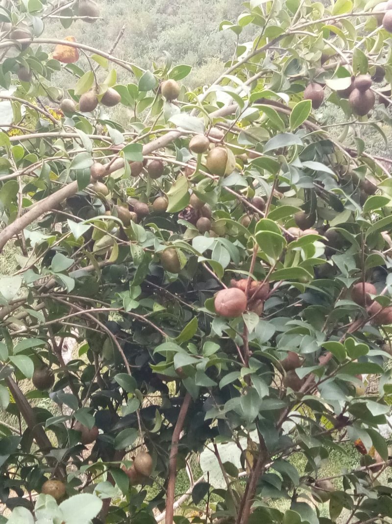 茶果，每年都有~。。。。。。