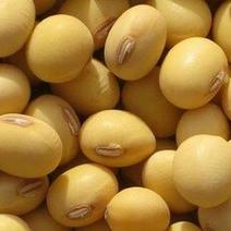 河北沧州大量出售优质大豆