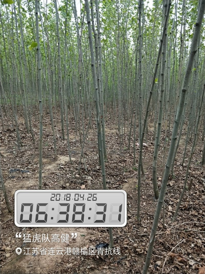 杨树