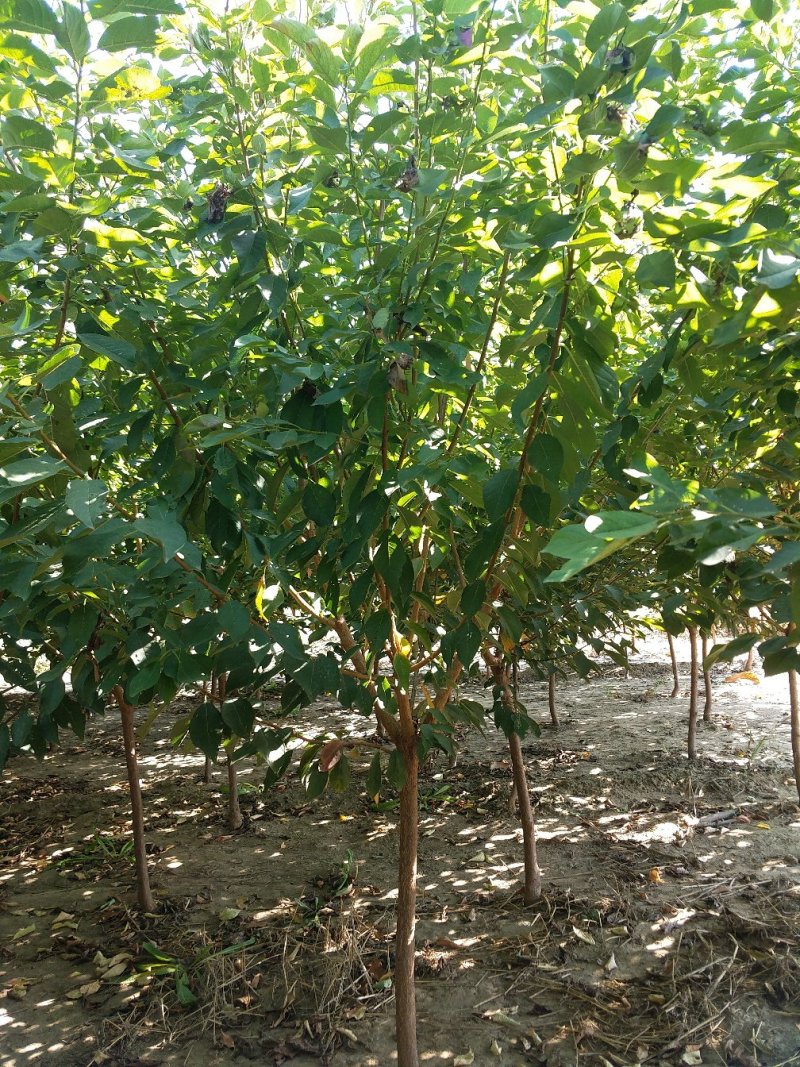 樱桃树4～10～20cm