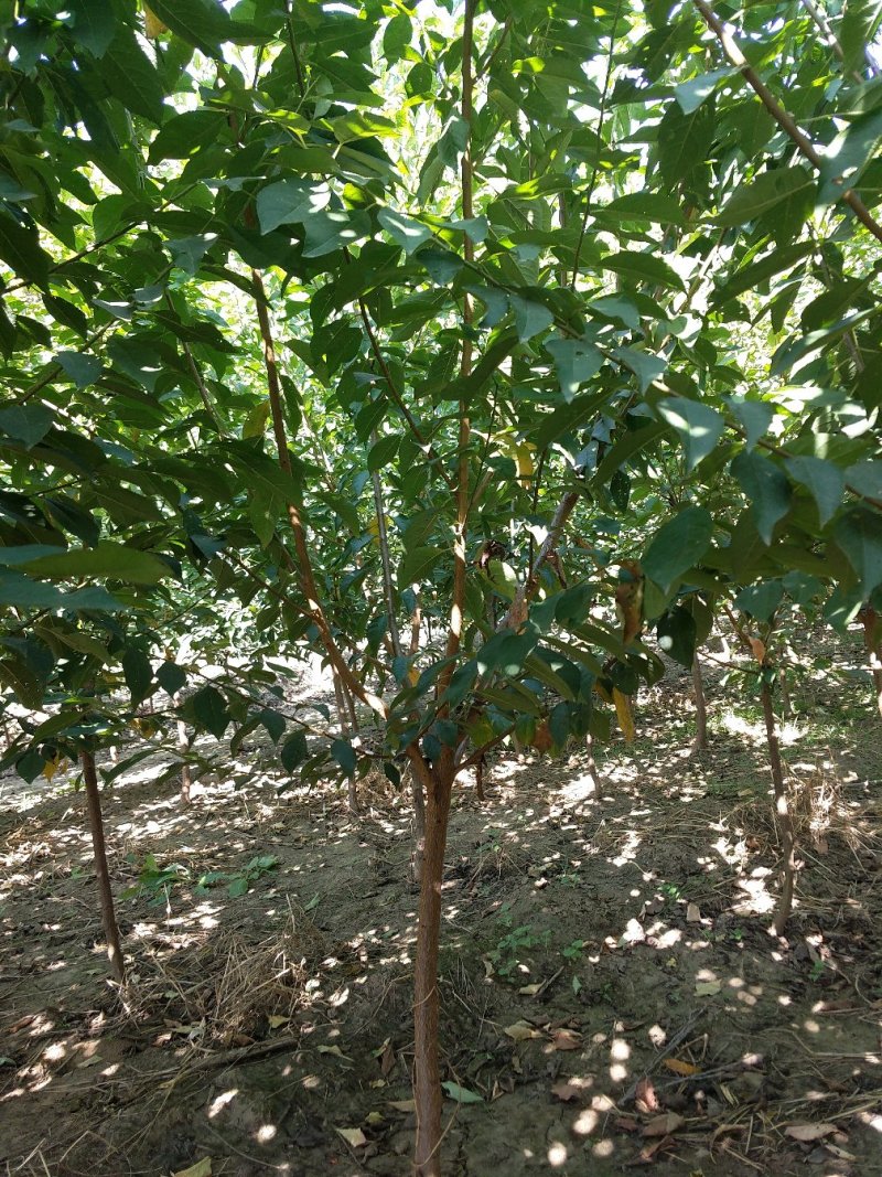 樱桃树4～10～20cm