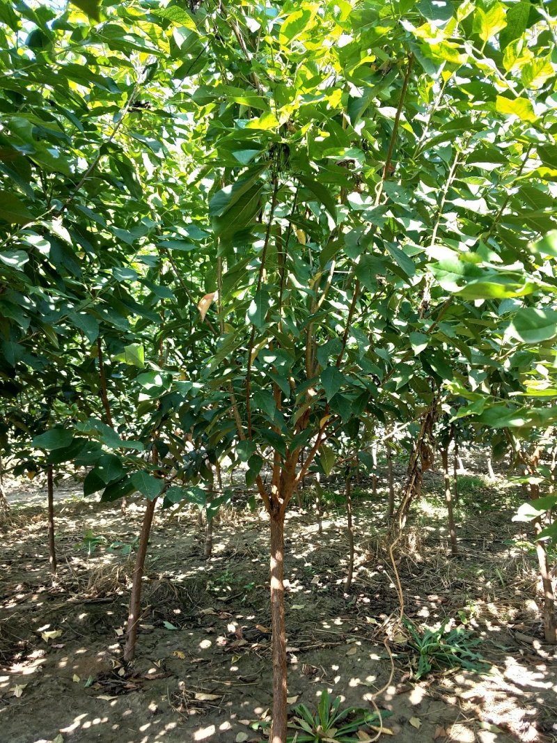 樱桃树4～10～20cm