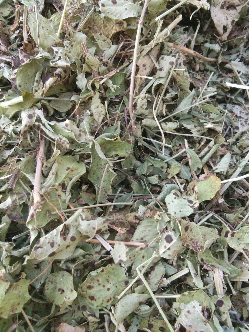 花生秧