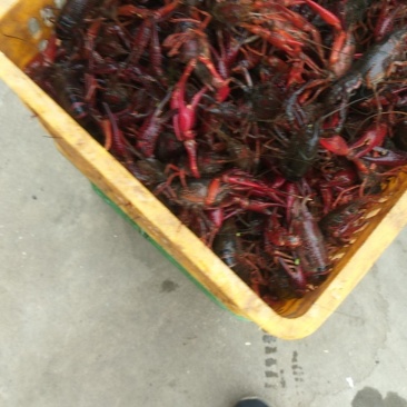 小龙虾