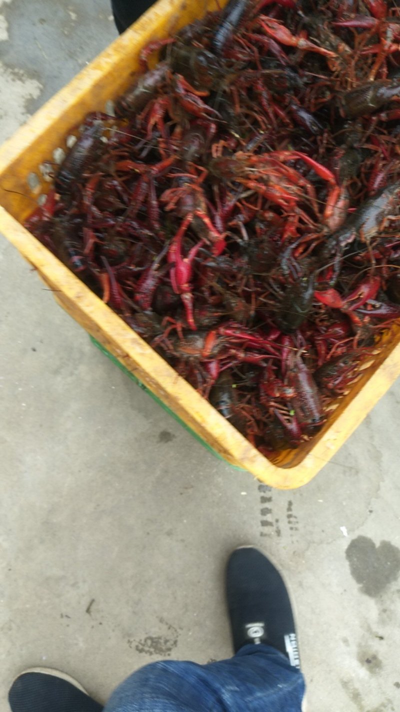 小龙虾
